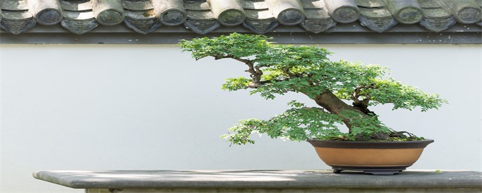 附石盆景用什么苗好
